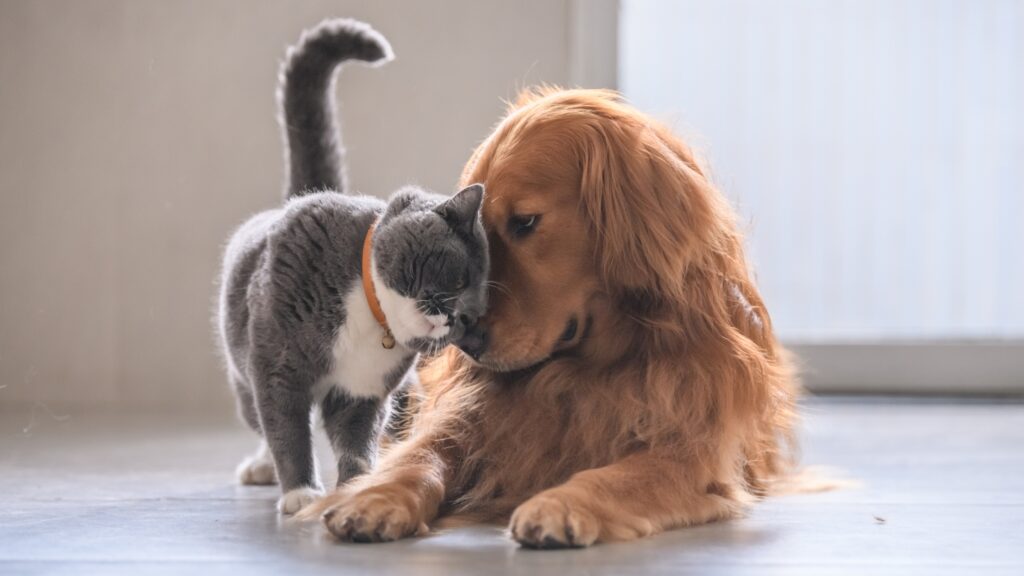 pets